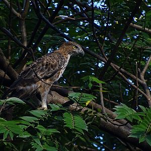 Changeable hawk-eagle