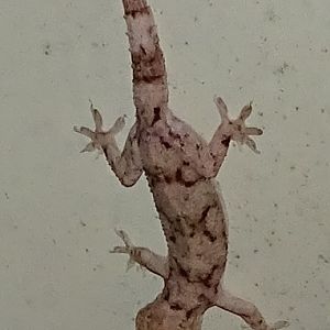 Unknown gecko species