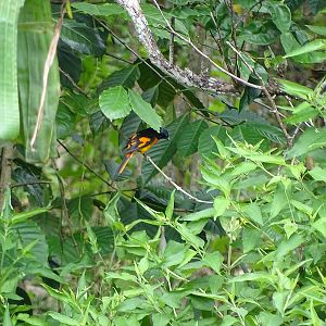 scarlet minivet (male)