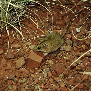 Stripe-faced Dunnart (Sminthopsis macroura)