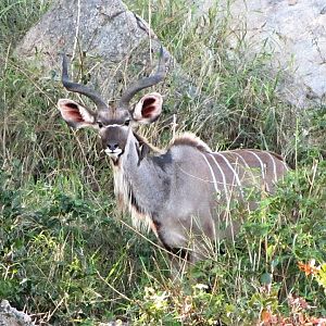 Greater Kudu and Red-billed Oxpecker