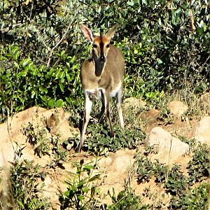 Limpopo Bush Duiker