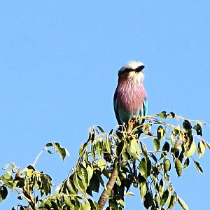 Lilac-breasted Roller