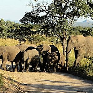 African Bush Elephant Herd