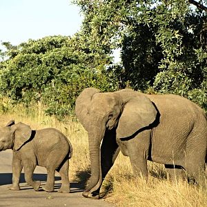 African Bush Elephant Cow and Calf