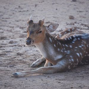Chital - Peshawar Zoo 20/10/2018
