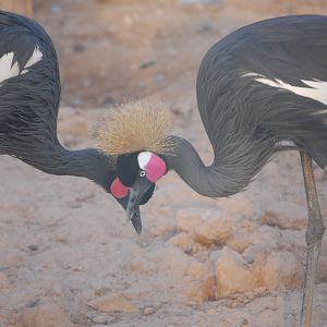 Black crowned cranes - Peshawar Zoo 20/10/2018