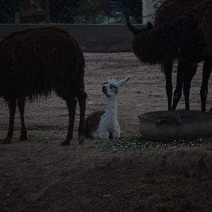 Llama cria - Peshawar Zoo 20/10/2018