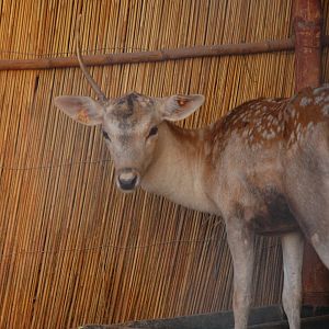 Fallow deer - Peshawar Zoo 20/10/2018