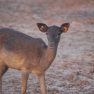 Black fallow deer - Peshawar Zoo 20/10/2018