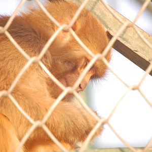 Rhesus macaque - Peshawar Zoo 20/10/2018