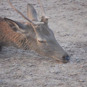 Sambar - Peshawar Zoo 20/10/2018