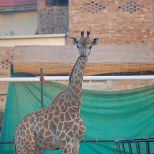 South African giraffe - Peshawar Zoo 20/10/2018