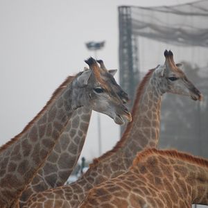 South African giraffes - Peshawar Zoo 20/10/2018