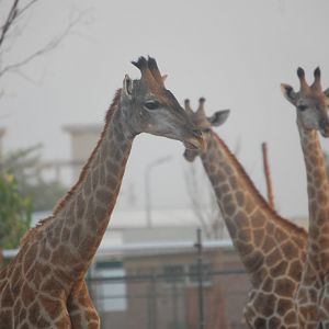 South African giraffes - Peshawar Zoo 20/10/2018
