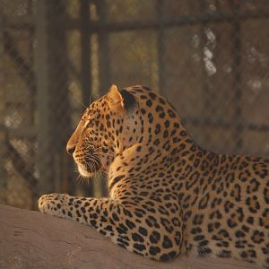 Indian leopard - Peshawar Zoo 20/10/2018