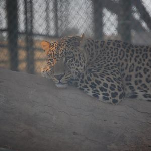 Indian leopard - Peshawar Zoo 20/10/2018