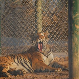 Bengal tiger - Peshawar Zoo 20/10/2018