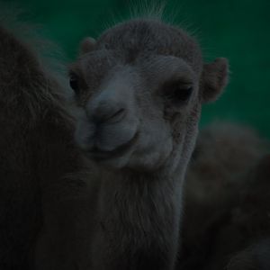 Bactrian camel calf - Peshawar Zoo 20/10/2018