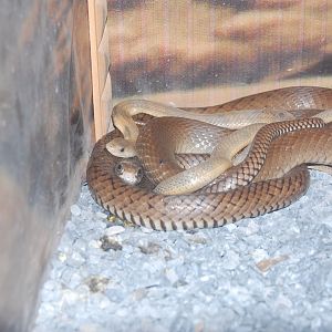 Indian rat snake - Peshawar Zoo 20/10/2018