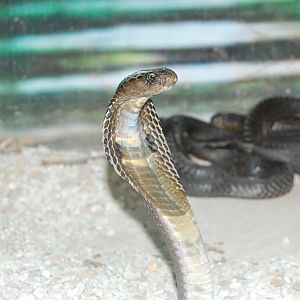 Indian cobra - Peshawar Zoo 20/10/2018