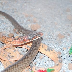Diadem snake - Peshawar Zoo 20/10/2018