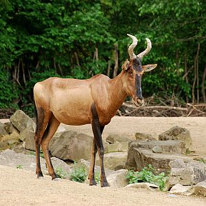 Hartebeest