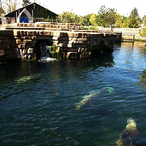 Copenhagen Zoo - Sea lion exhibit