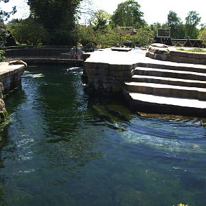 Copenhagen Zoo - Sea lion exhibit