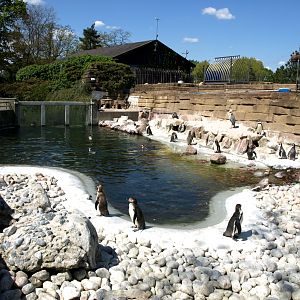 Copenhagen Zoo - Penguin exhibit