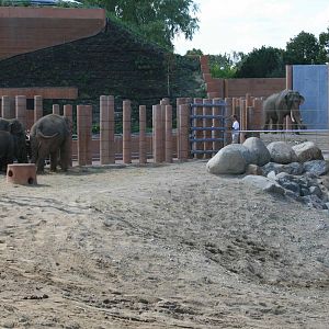 Elephant herd 08