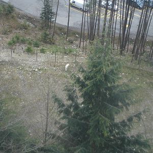 Grey Wolves from Skyride