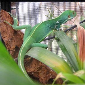 Fiji Banded Iguana