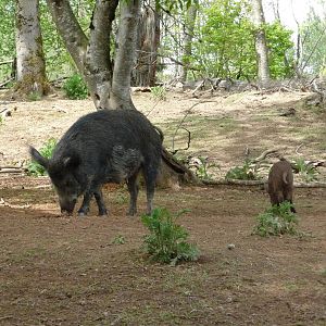 European Wild Boar