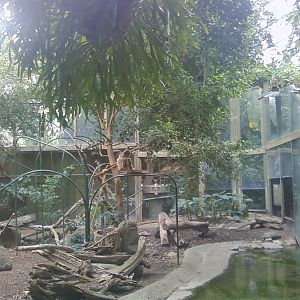 Gibbon Exhibit