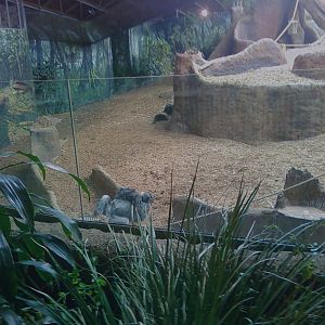 Gorilla Exhibit