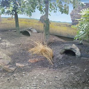 Red Wallaby Exhibit