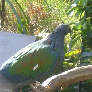 Nicobar Pigeon.