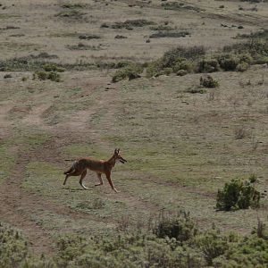 Bale mountain national park