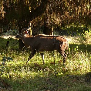 Bale mountain national park