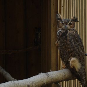 Great Horned Owl