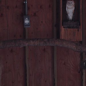 Barn Owl