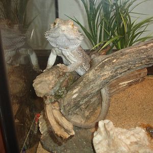 Bearded Dragon