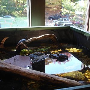 Turtle exhibit