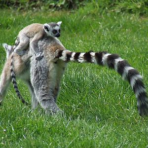 Freebie Passenger, Lemur Encounters