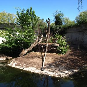 Copenhagen Zoo - Tiger exhibit