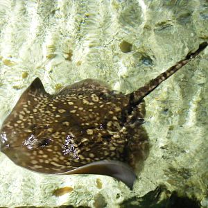 Ray at Benalmadena Sea Life Centre, 1 May 2009