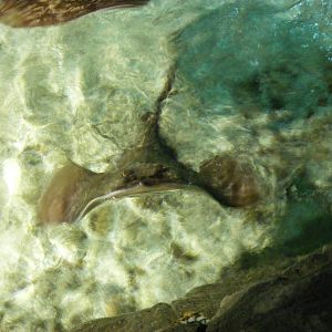 Ray at Benalmadena Sea Life Centre, 1 May 2009