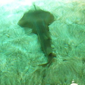 Guitar fish at Benalmadena Sea Life Centre, 1 May 2009