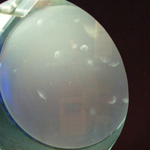 Jellyfish at Benalmadena Sea Life Centre, 1 May 2009